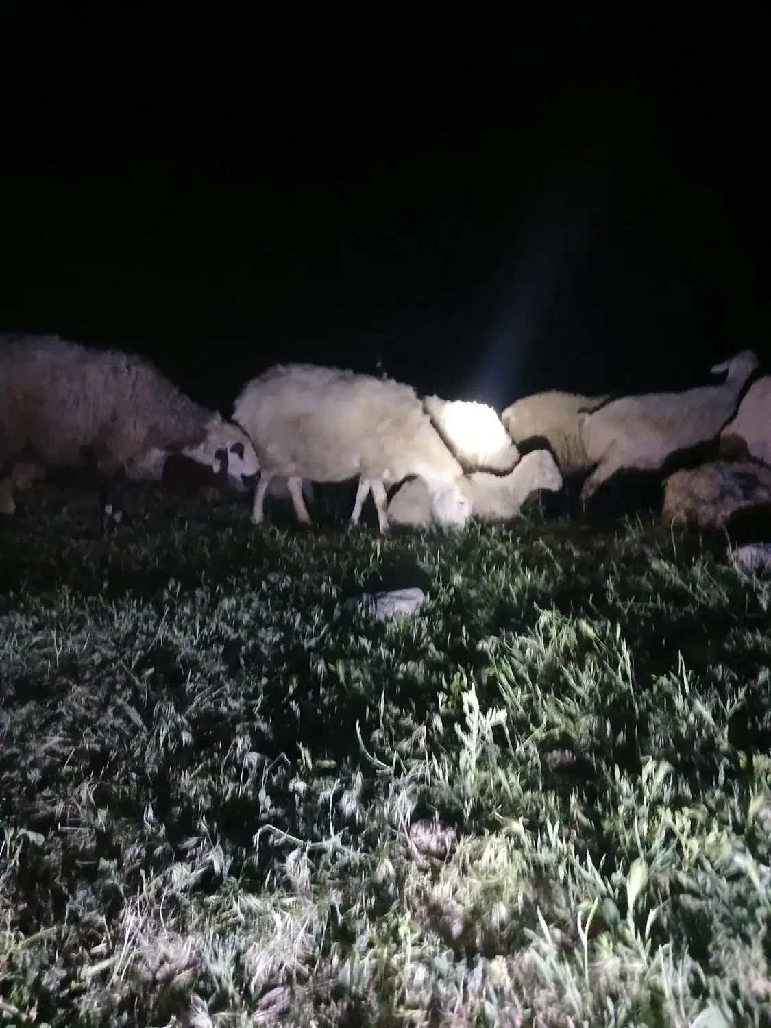 گوسفند دارم از موجنان به سمت شیروان شهر ک|خدمات حمل و نقل|آبکوه, |دیوار