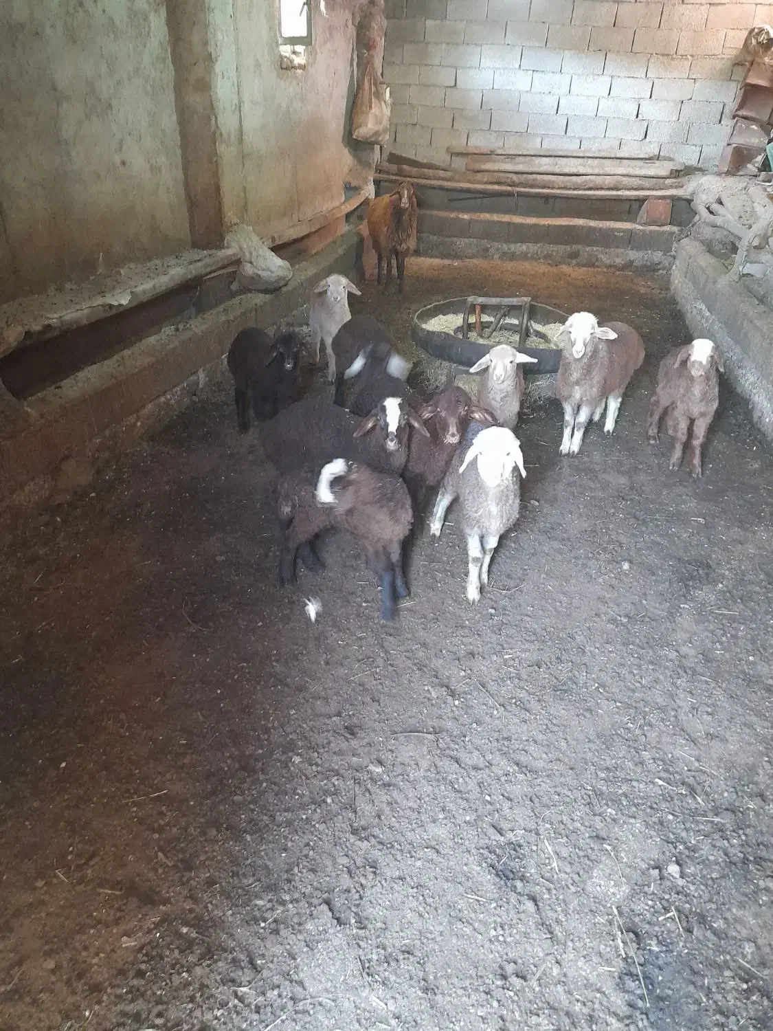 گوسفند بره دار سالم جوان ۸راس|حیوانات مزرعه|سرعین, |دیوار