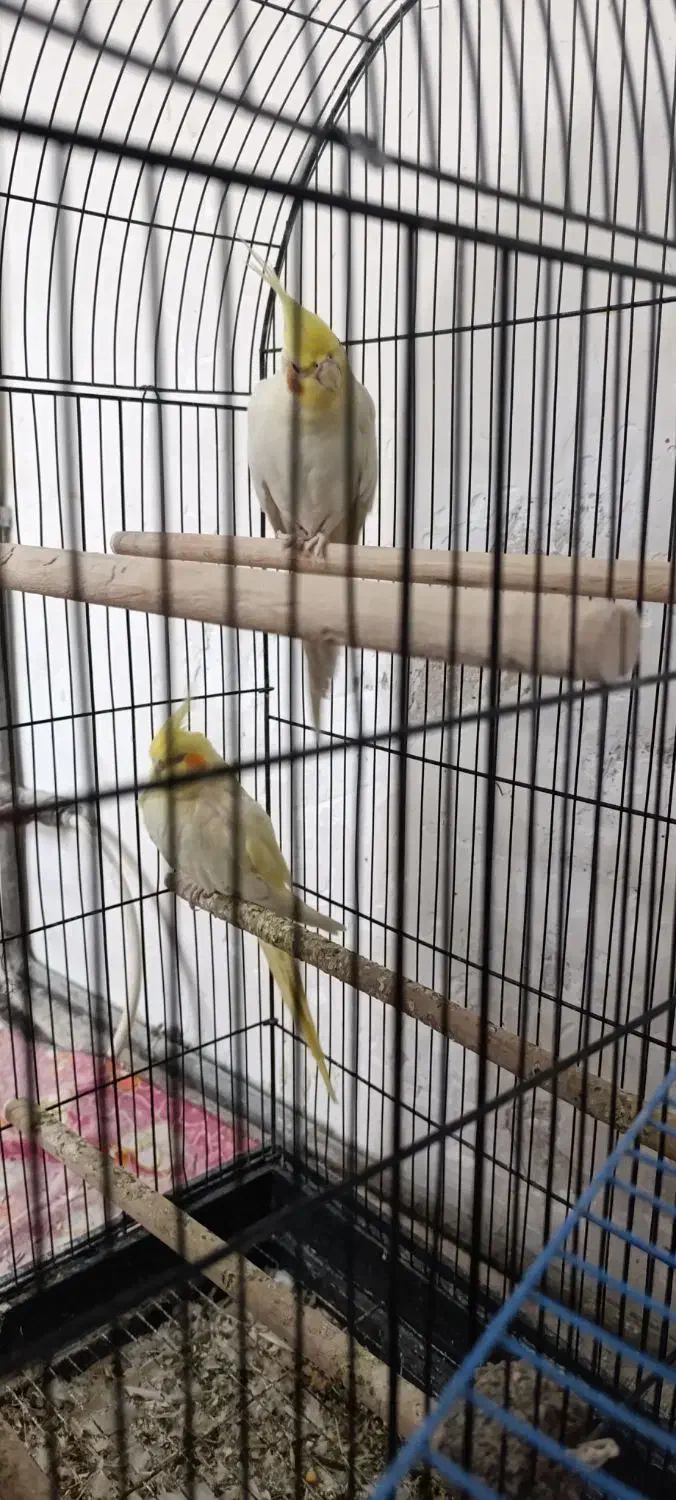 ...|پرنده|سلماس, |دیوار