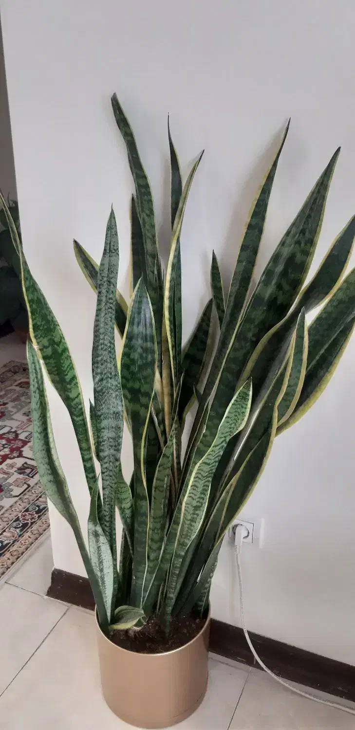 سانسوریا ابلق|گل و گیاه طبیعی|شیراز, صنایع الکترونیک|دیوار