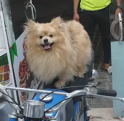 پامرخرسی پسر|سگ|سبزوار, امام خمینی (ناوی)|دیوار