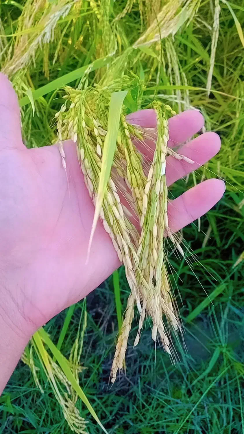 برنج هاشمی دررود|عمده‌فروشی|آبش احمد, |دیوار