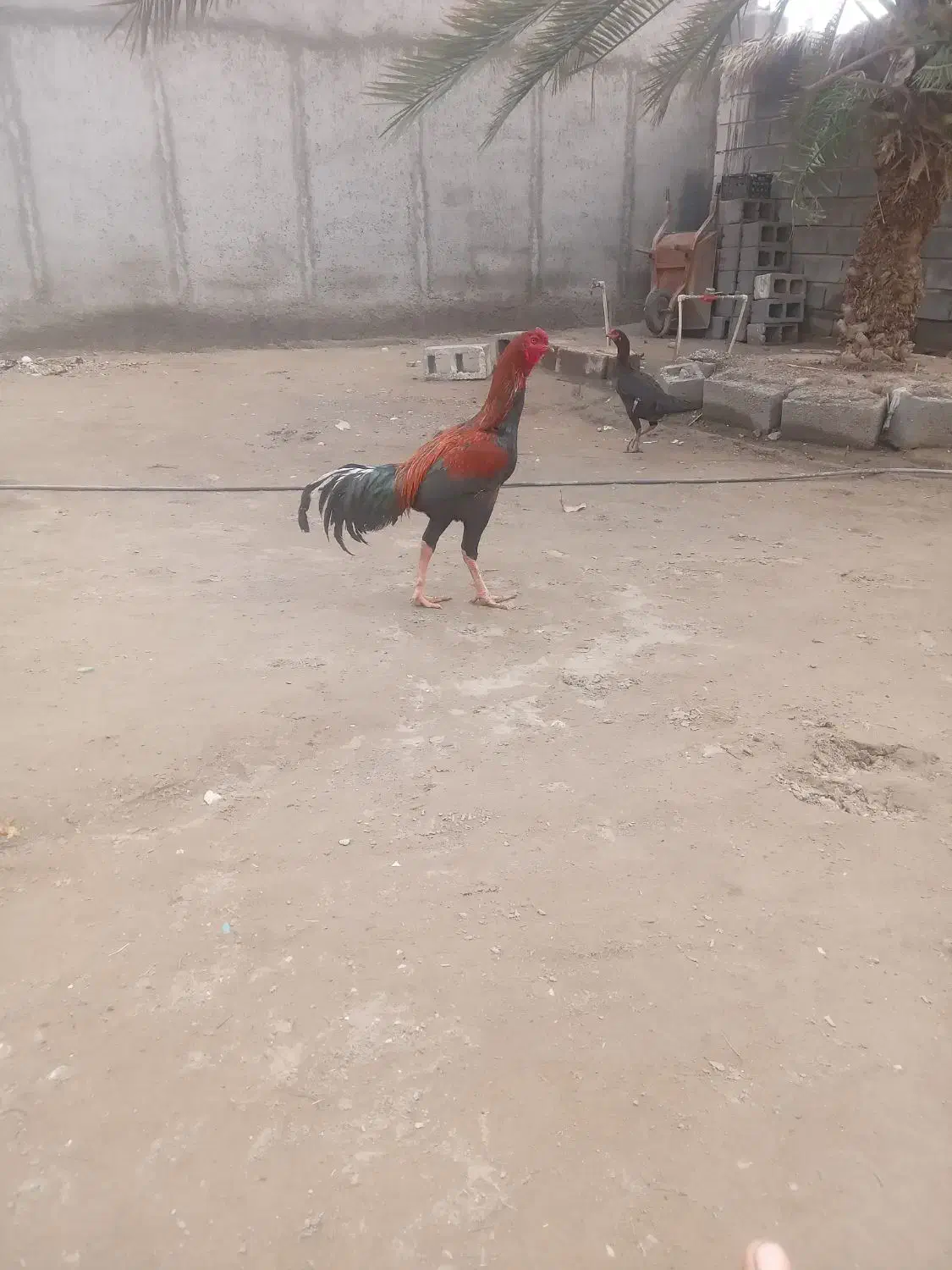 میناب|حیوانات مزرعه|میناب, |دیوار