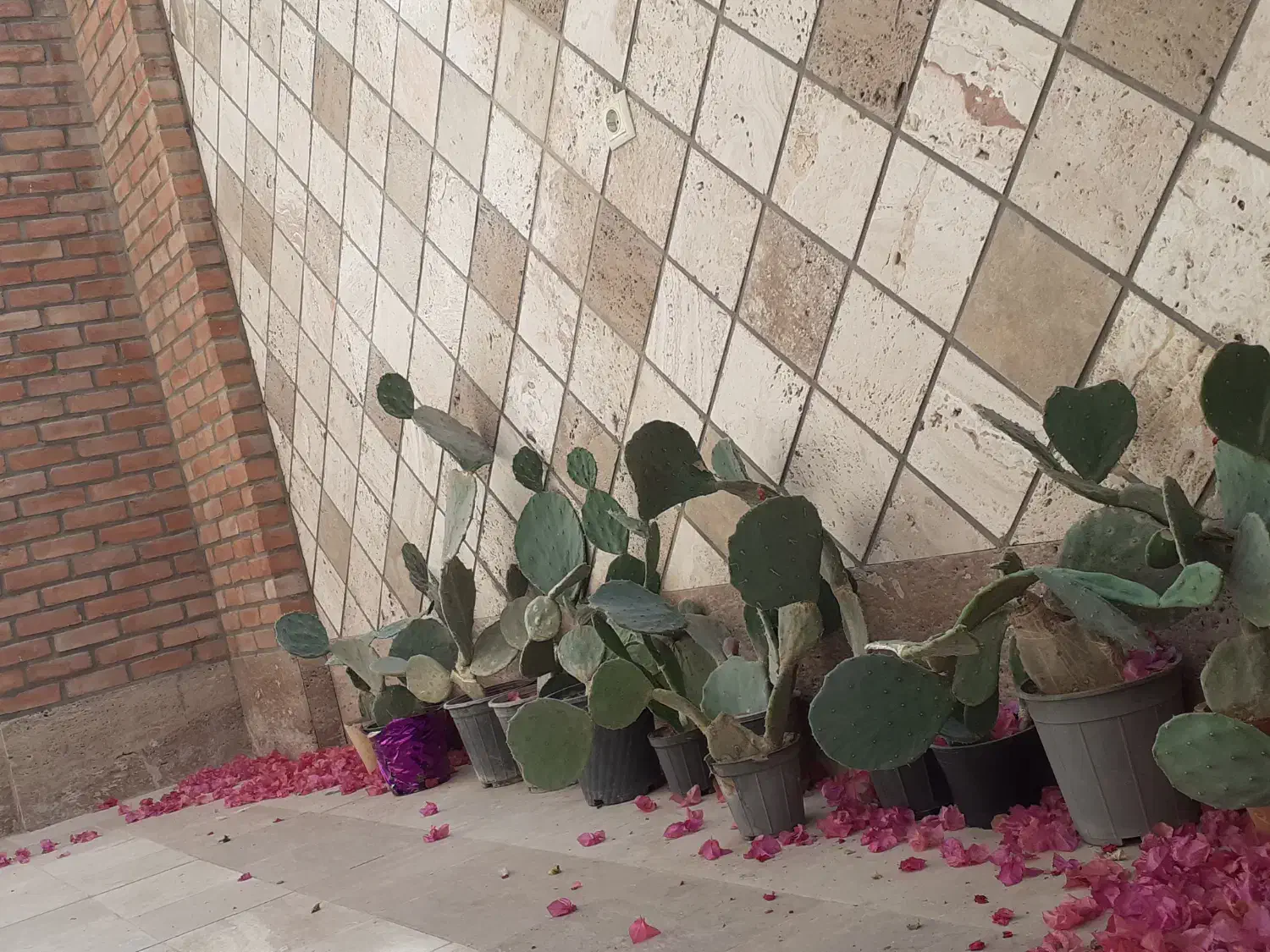 کاکتوس|گل و گیاه طبیعی|کاشان, الغدیر|دیوار