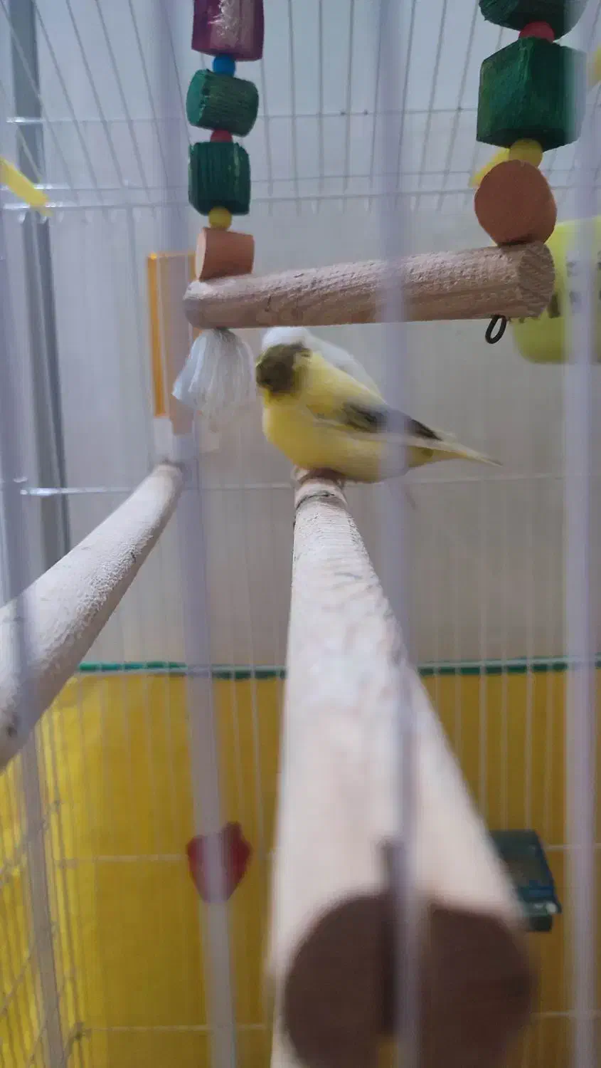 قناری|پرنده|صومعهسرا, |دیوار