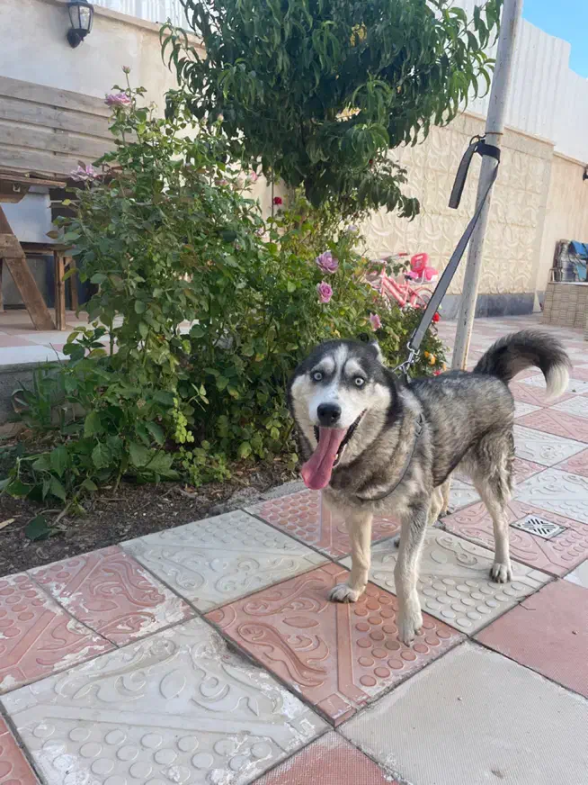 هاسکی اصیل ماده چشم ابی ۴ماهه|سگ|قوچان, |دیوار