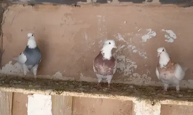 طوقی پاپر، پالخت|پرنده|مبارکه, |دیوار