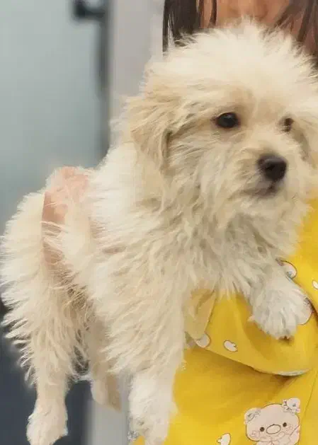 پت خونگی|سگ|قم, باسکول|دیوار