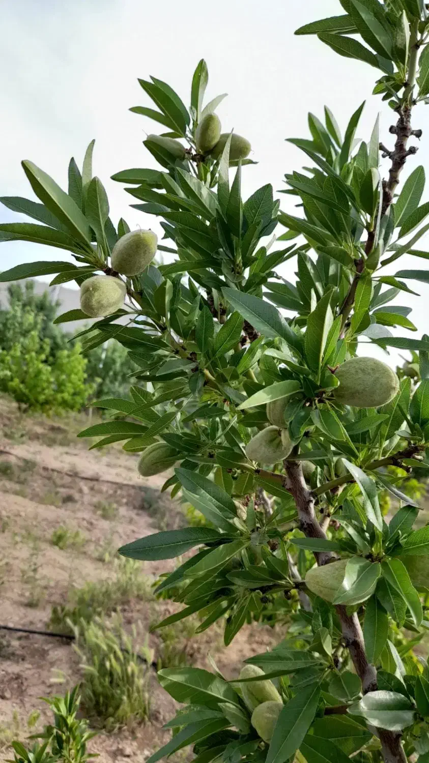 فروش باغ در خوش آب و هوا ترین منطقه جوشقان|فروش خانه و ویلا|میمه, |دیوار