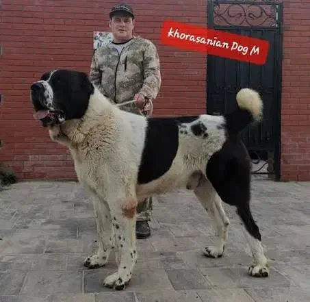 واگذاری سگ  می   پ  ذیرم  رایگان سگ واگذاری|سگ|شیراز, باغشهر قصر سبز|دیوار