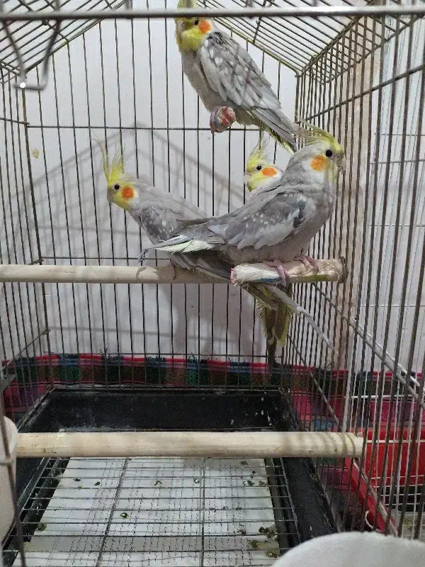 عروس هلندی مرواریدی|پرنده|اردبیل, |دیوار