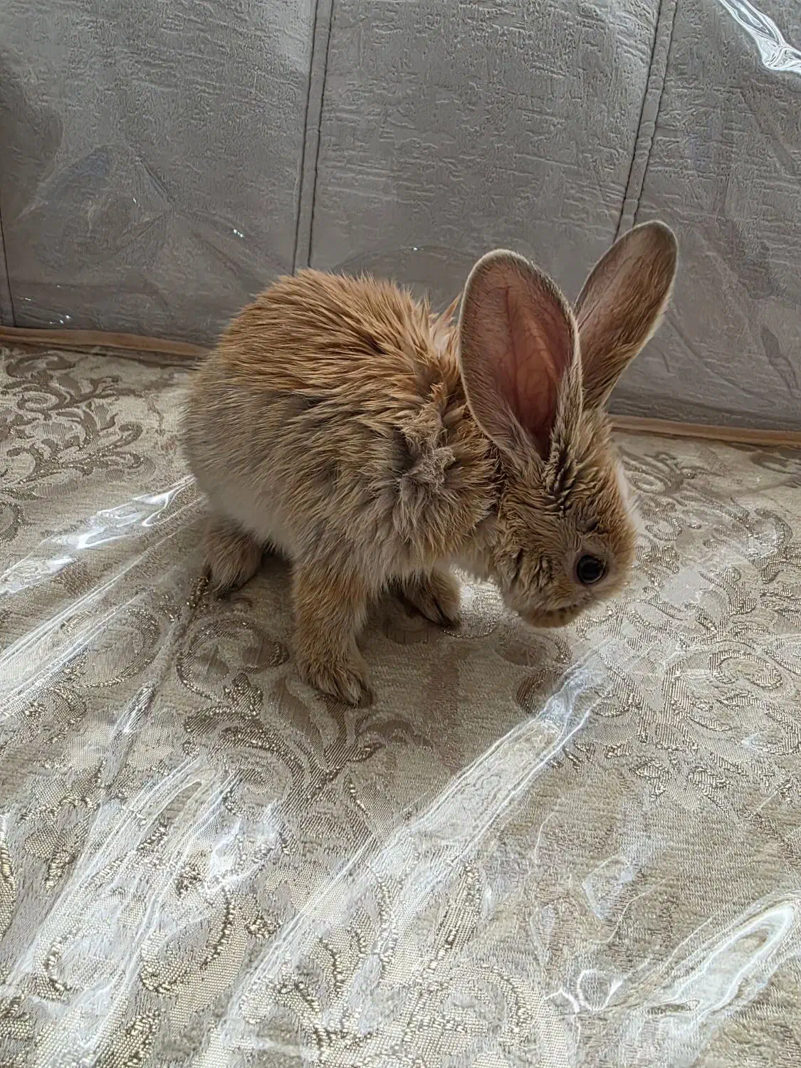 خرگوش|موش و خرگوش|زاهدان, |دیوار