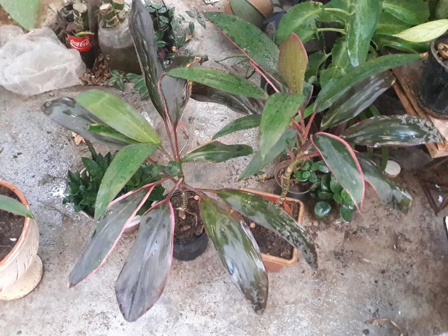 گل اپارتمانی|گل و گیاه طبیعی|کرمانشاه, |دیوار