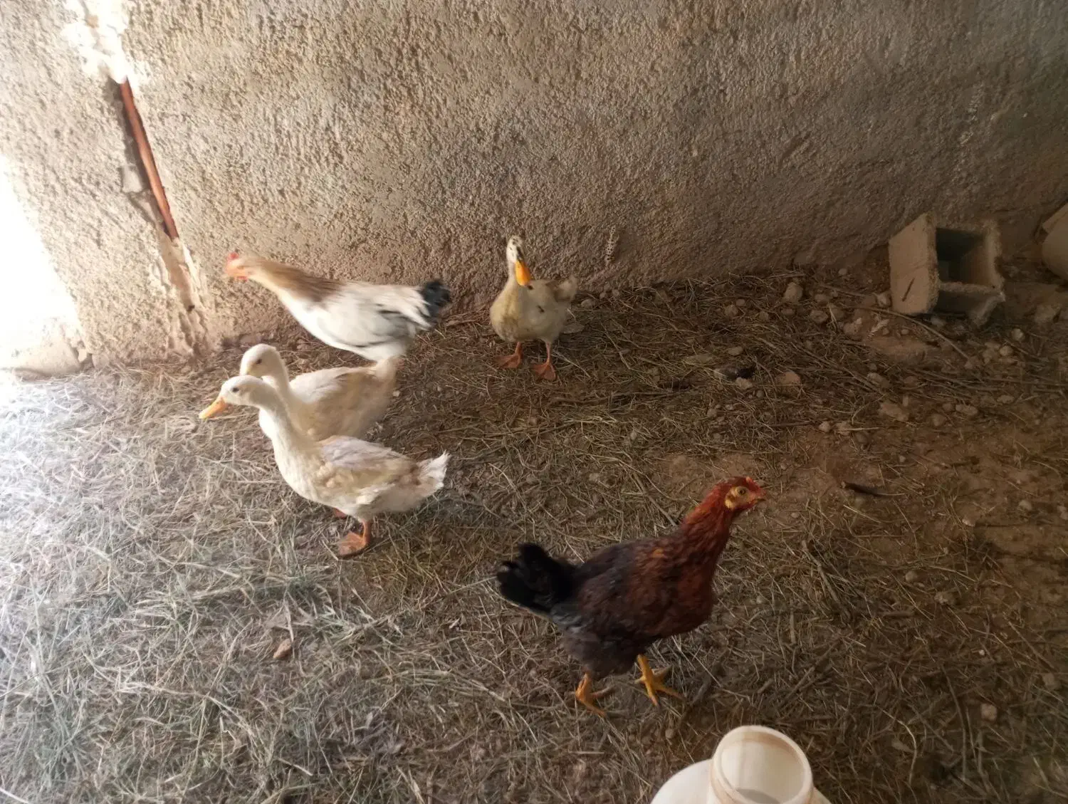 فروش اردک و غاز|پرنده|شاهرود, |دیوار