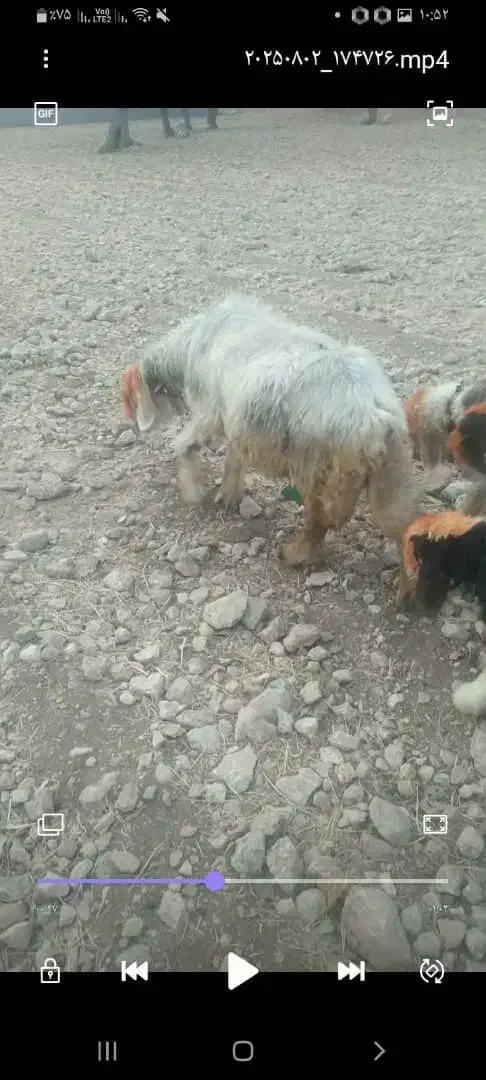 معاوضه باجوبره|حیوانات مزرعه|حبیب آباد, |دیوار