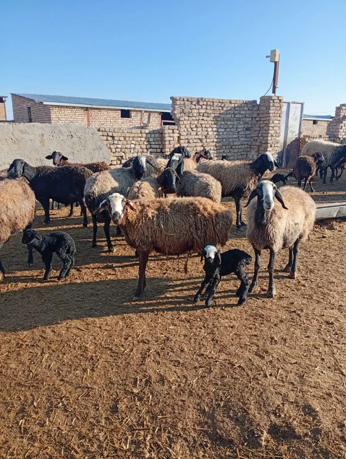 میش داشتی|حیوانات مزرعه|بوئین زهرا, |دیوار