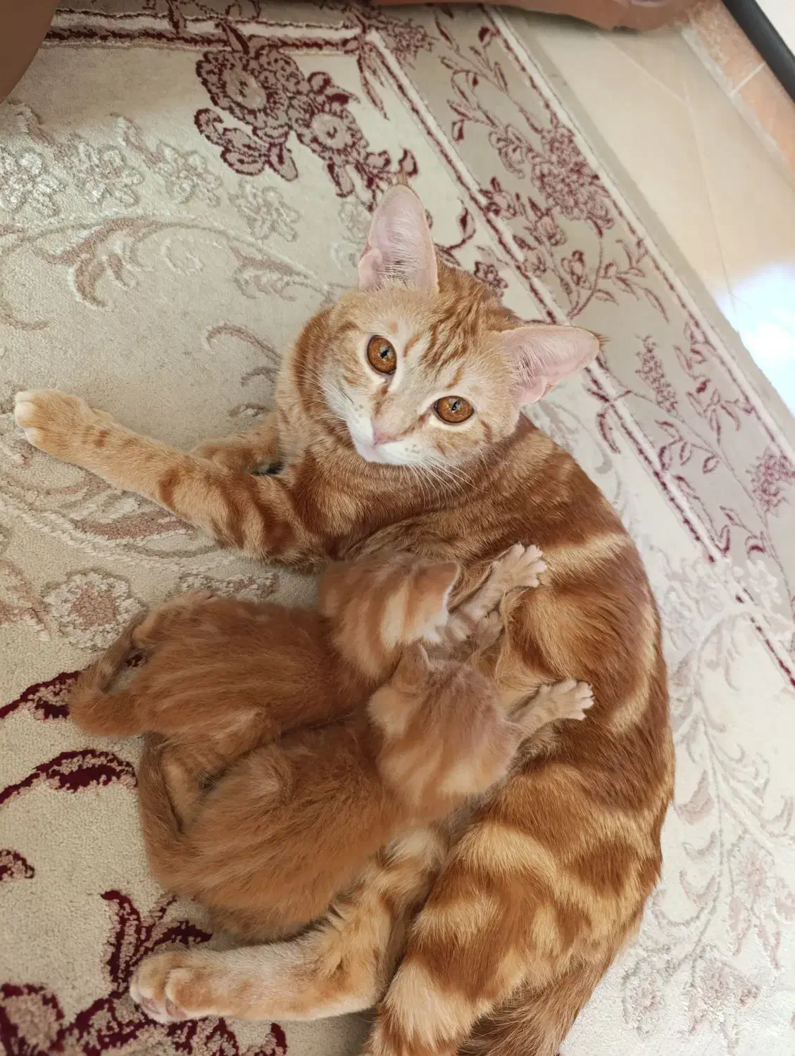 واگذاری گربه دی اس اچ|گربه|کرمان, |دیوار