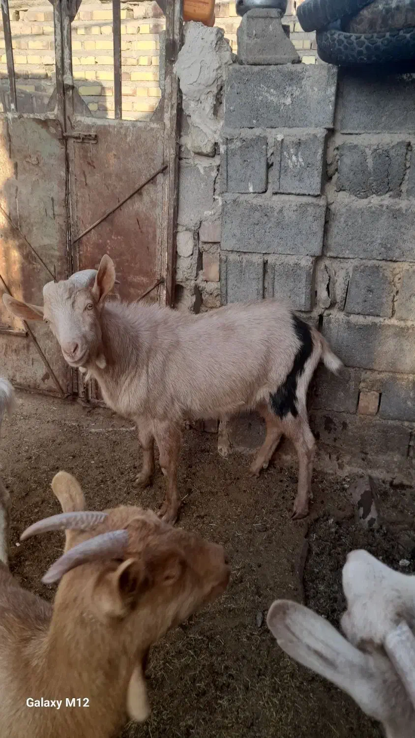 نر بز مور سان با خلوص بالا|حیوانات مزرعه|تایباد, |دیوار