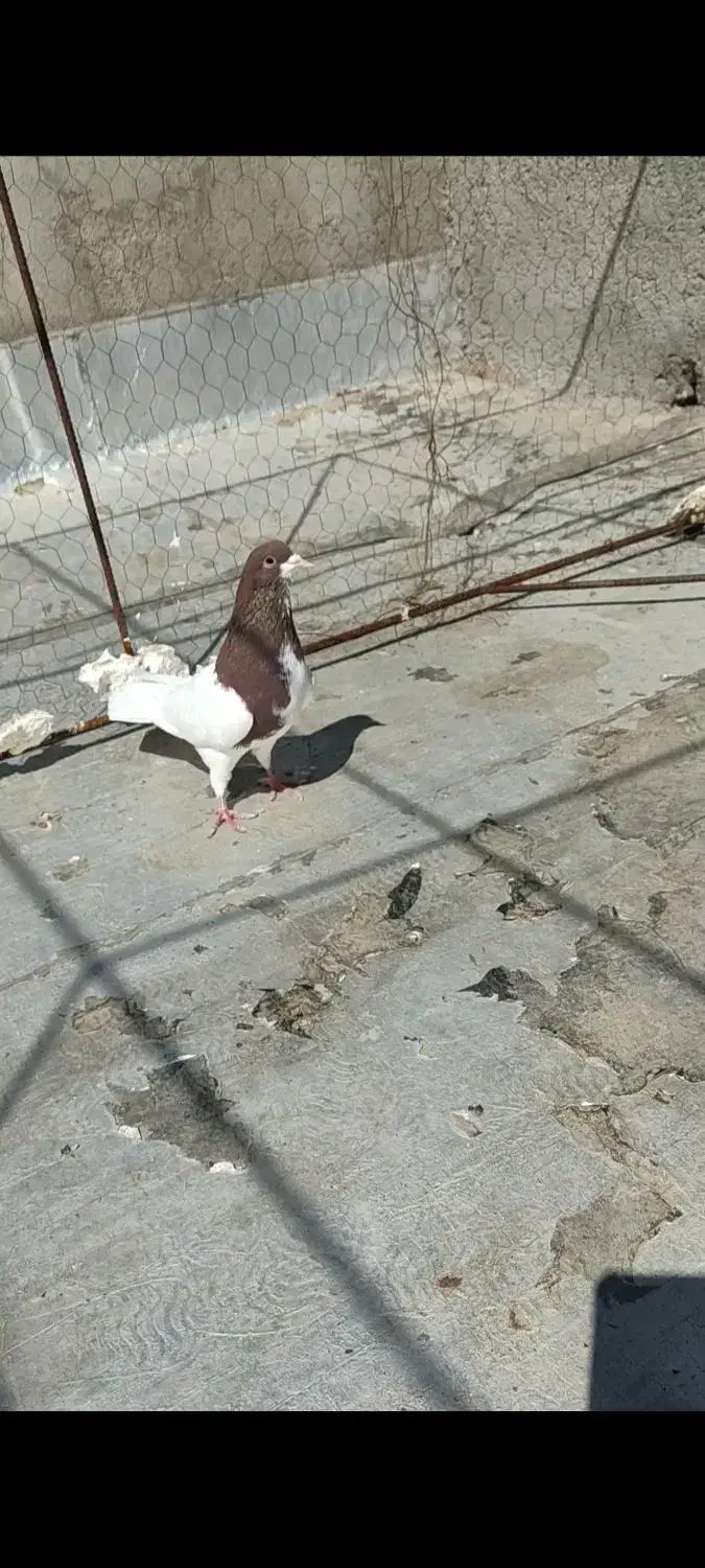 شصتی نر|پرنده|شال, |دیوار