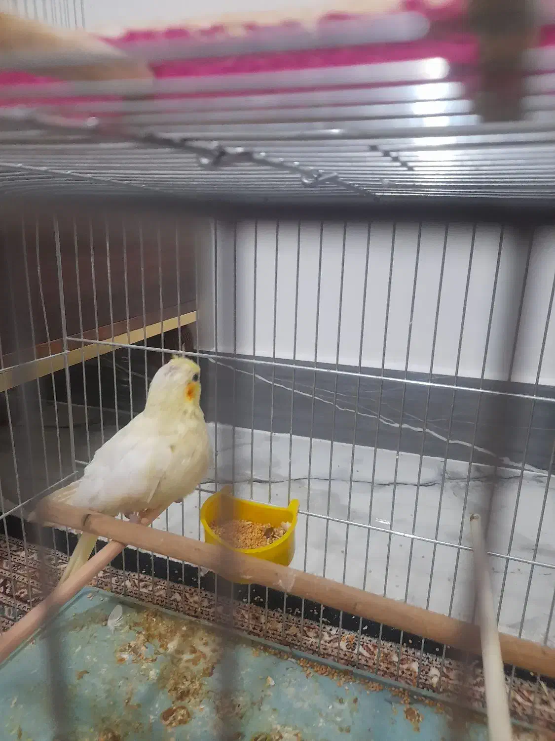 عروس هلندی|پرنده|مشگین شهر, |دیوار