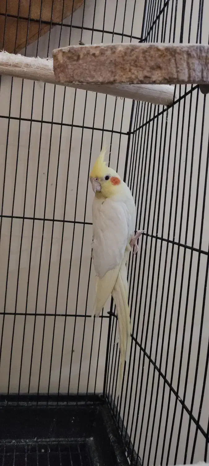 عروس هلندی ماده|پرنده|مشکیندشت, |دیوار