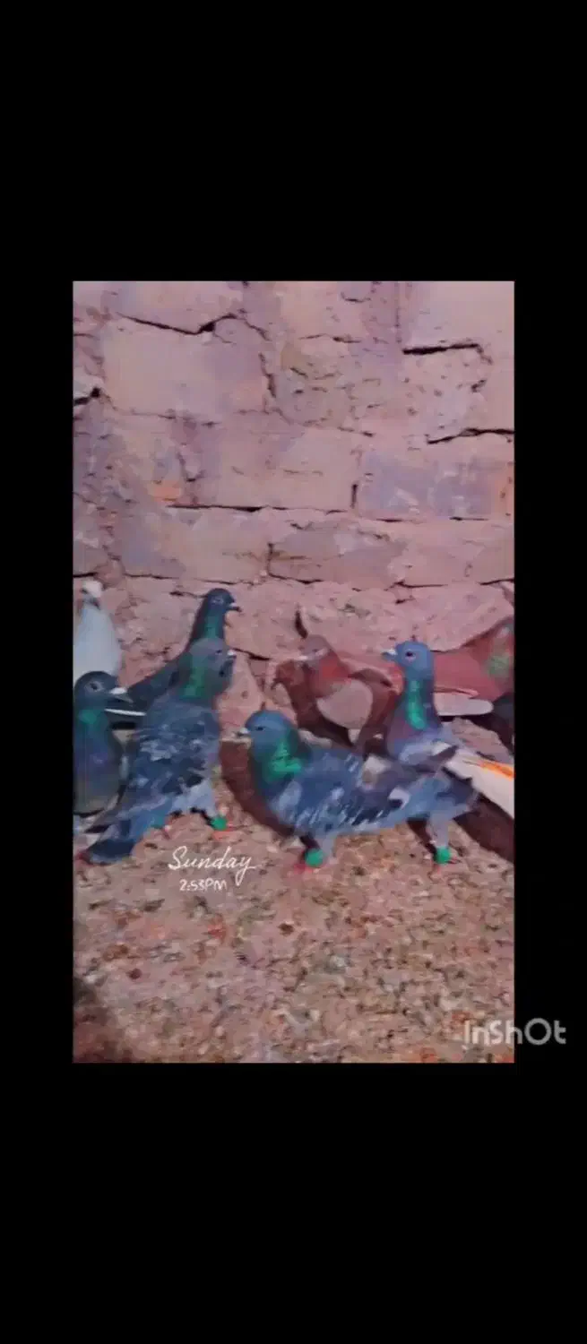 14تا کبوتر المانی وحشی زد خوردی|پرنده|رشتخوار, |دیوار