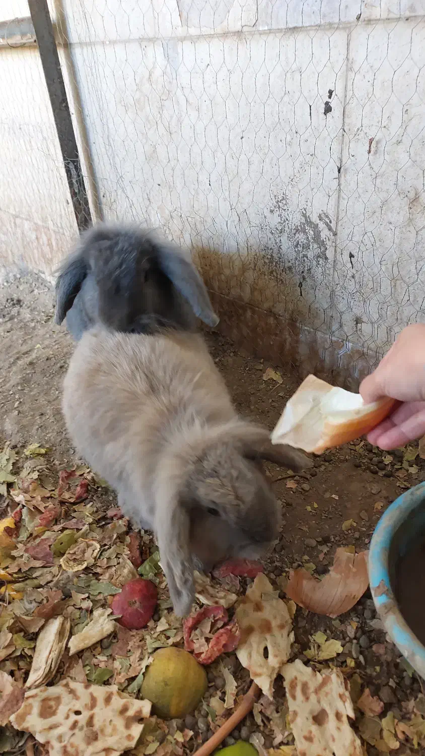 خرگوش دوعدد|موش و خرگوش|گناباد, |دیوار