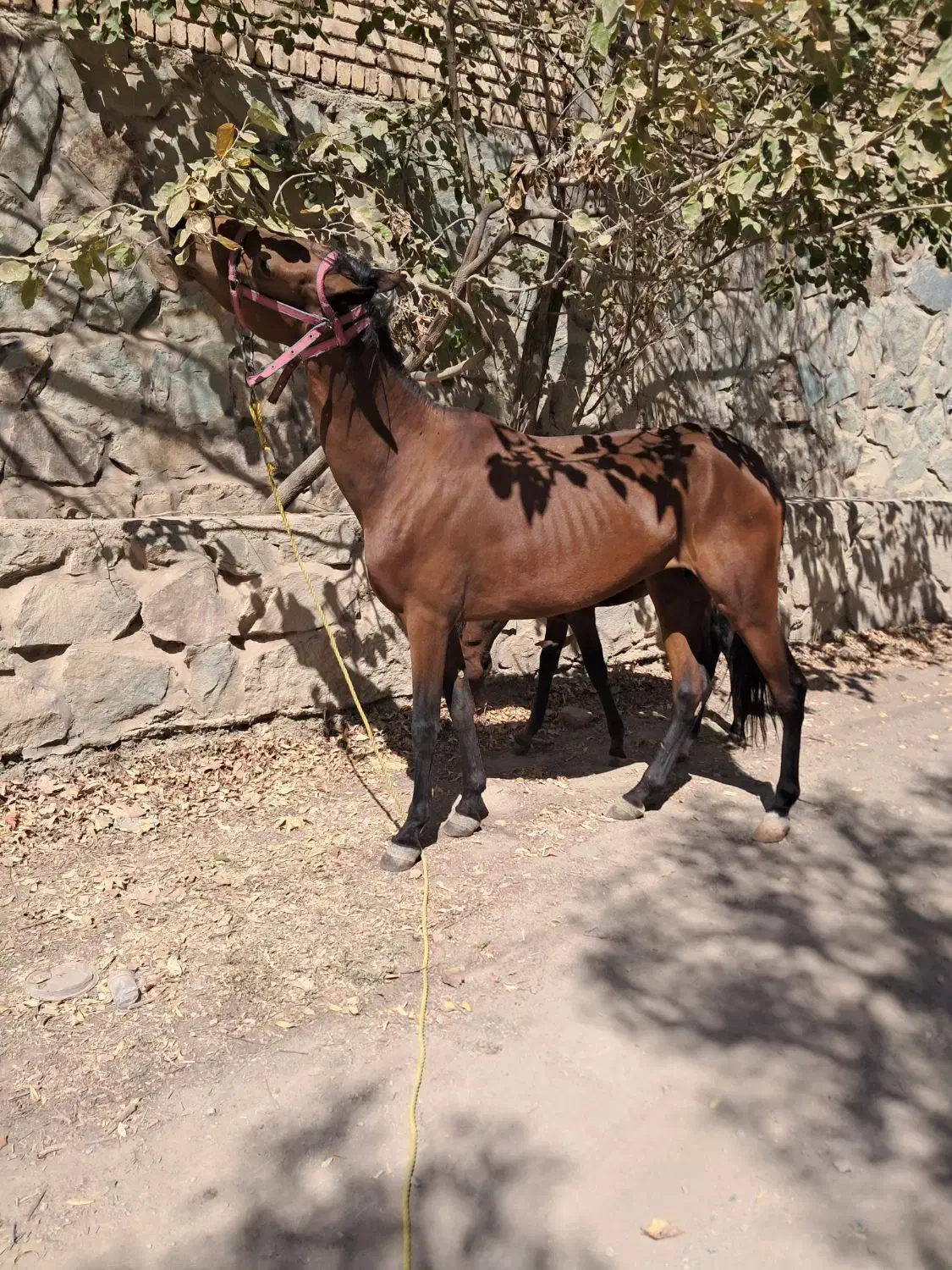 مادیون و کره نریون|اسب و تجهیزات اسب‌سواری|هشتگرد, هشتگرد قدیم|دیوار