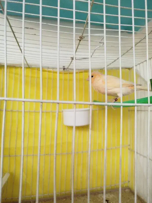 قناری پرنده|پرنده|مشهد, شهرک شهید باهنر|دیوار