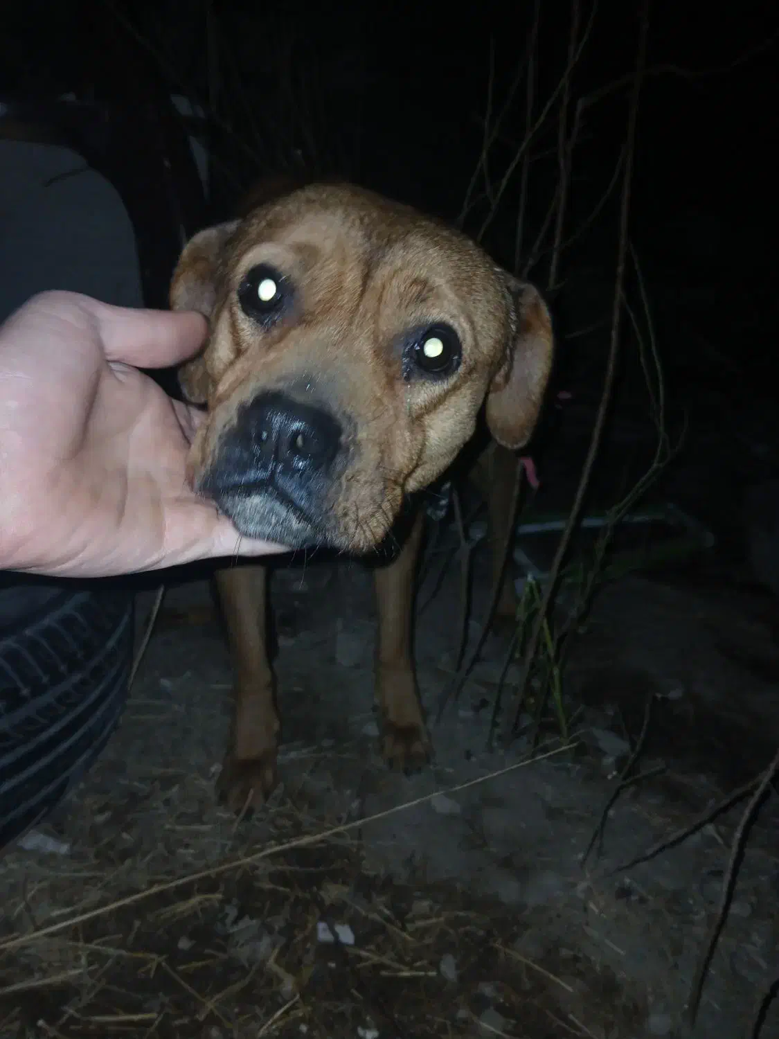 سگ روتوایلر ماده جوان|سگ|مشکین‌دشت, |دیوار