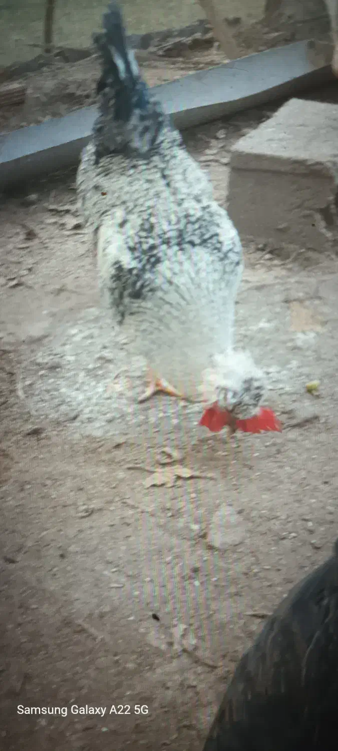 خروس|حیوانات مزرعه|نرماشیر, |دیوار