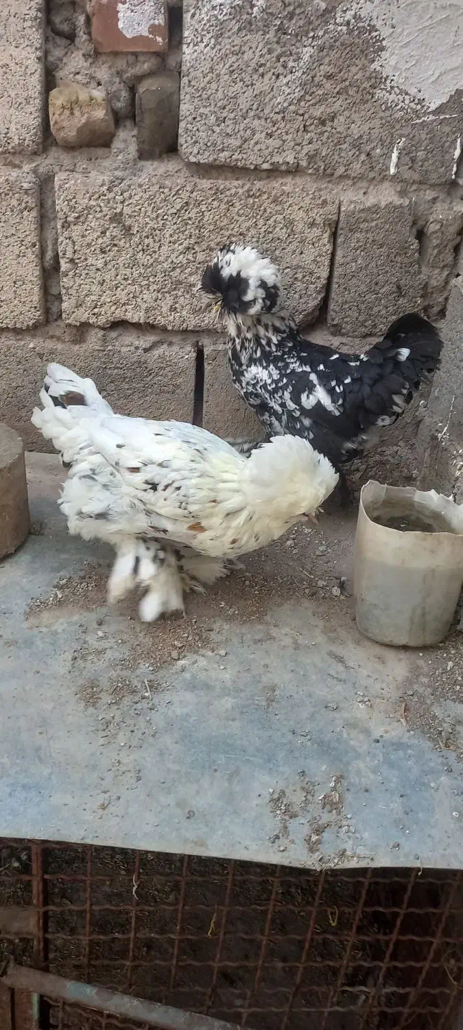 سلطانی|حیوانات مزرعه|منجیل, |دیوار