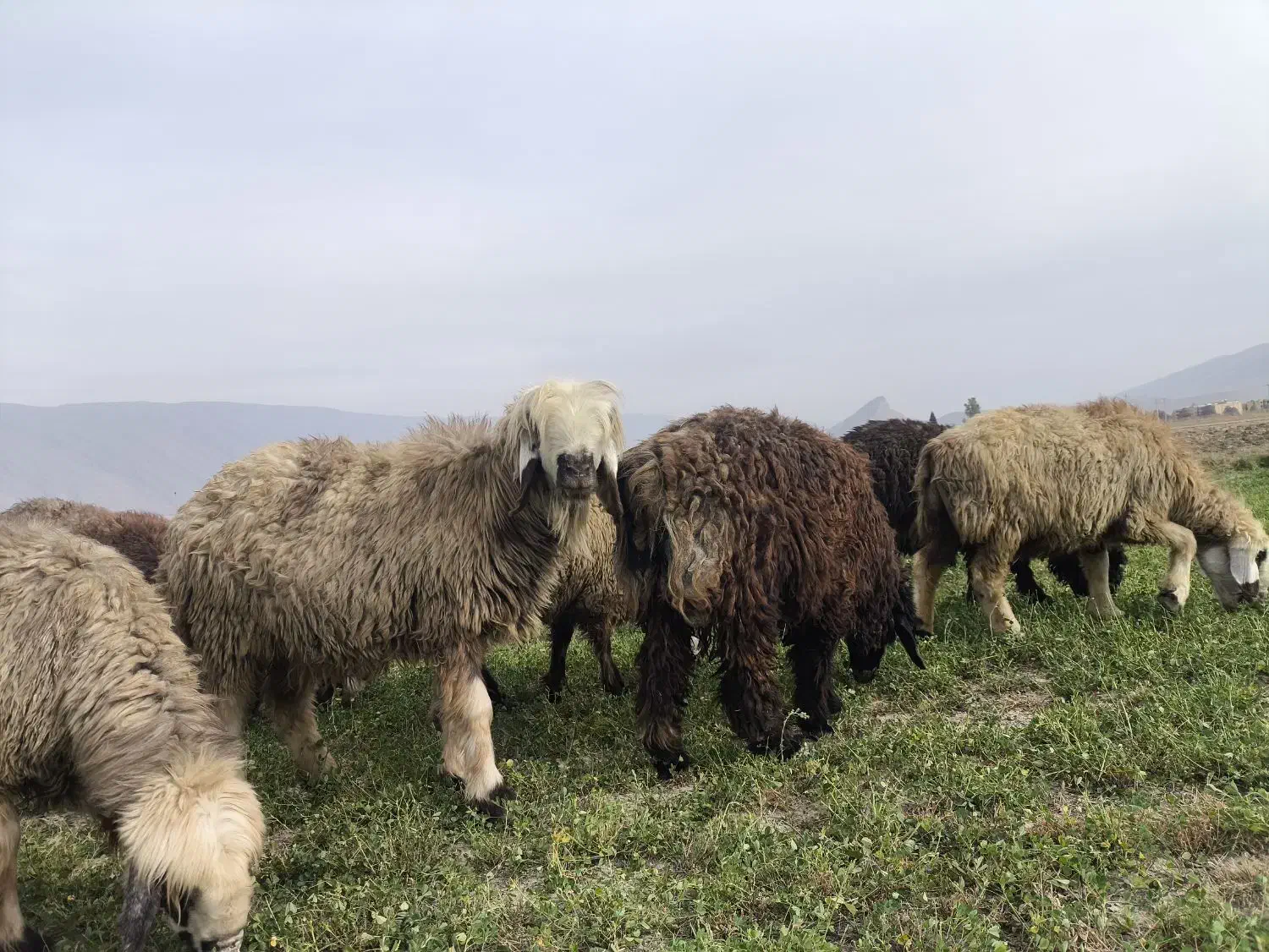 شیشک و میش داشتی|حیوانات مزرعه|فیروزآباد (فارس), |دیوار