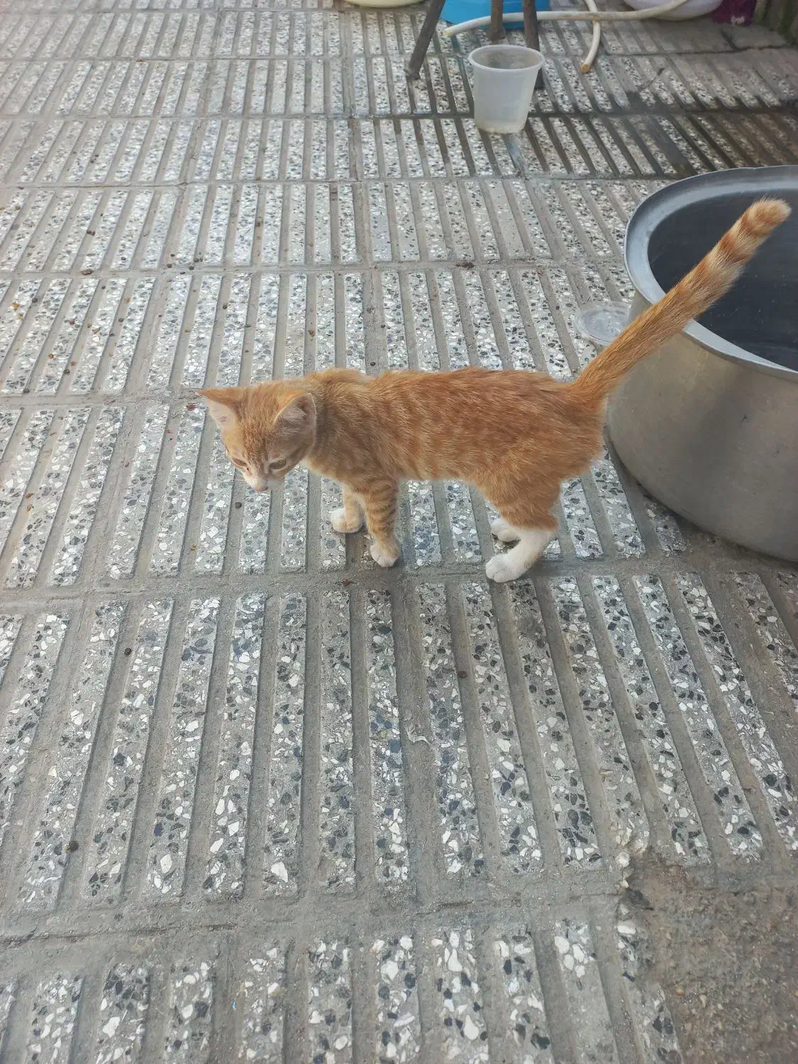 بچه گربه|گربه|آزادشهر, |دیوار