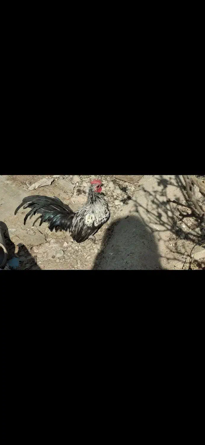 دوعدد خروس مینیاتوری 2|حیوانات مزرعه|پاکدشت, پاکدشت (مامازند)|دیوار