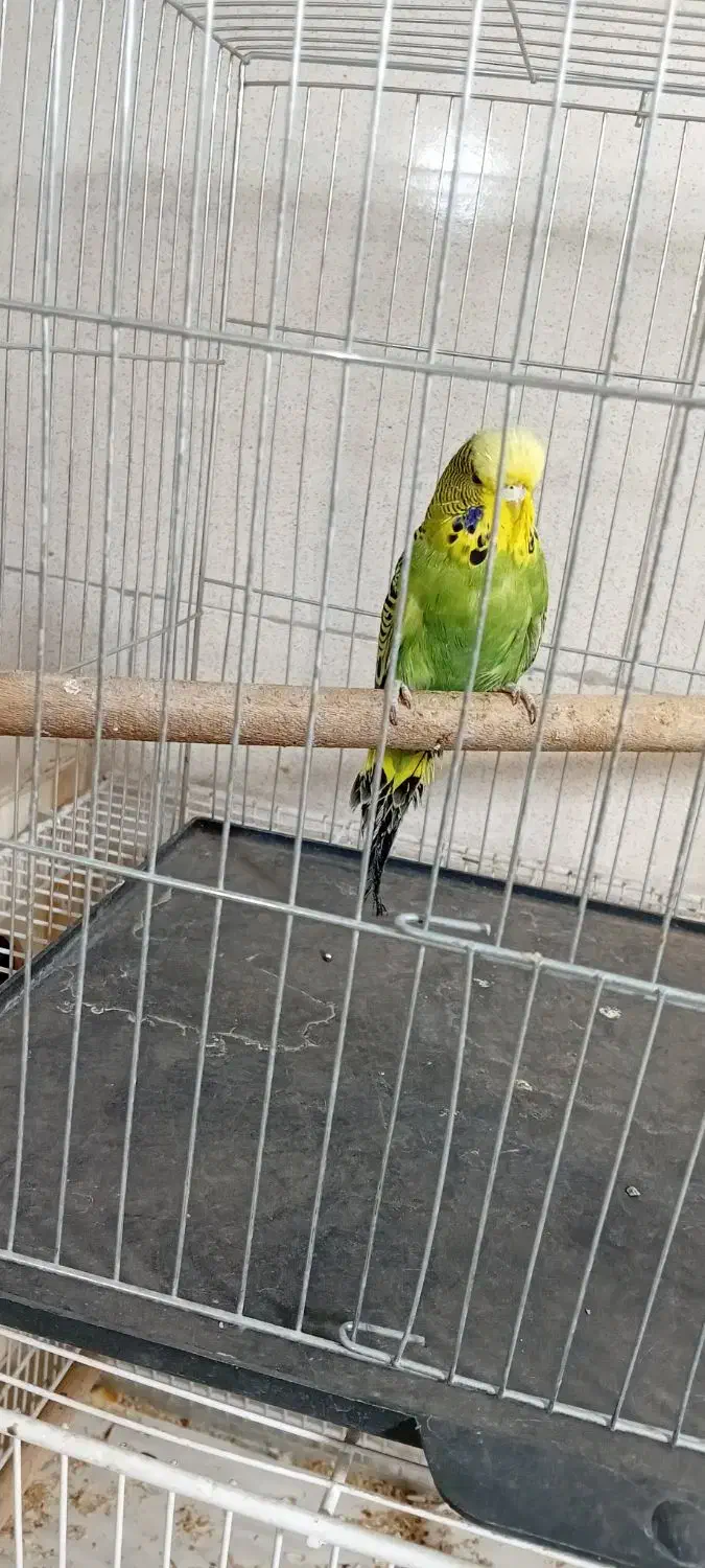 مرغ عشق انگلیسی|پرنده|تهران, مشیریه|دیوار