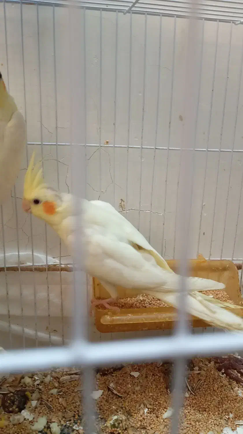 عروس هلندی لوتینو|پرنده|مشهد, کشف|دیوار