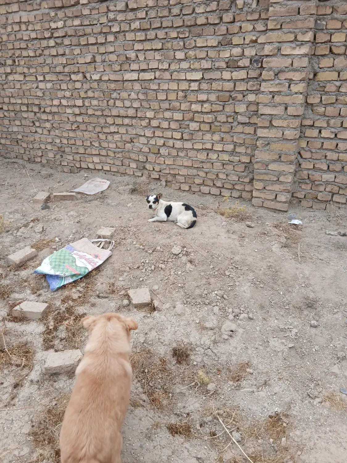 سگ دو|سگ|ملایر, |دیوار