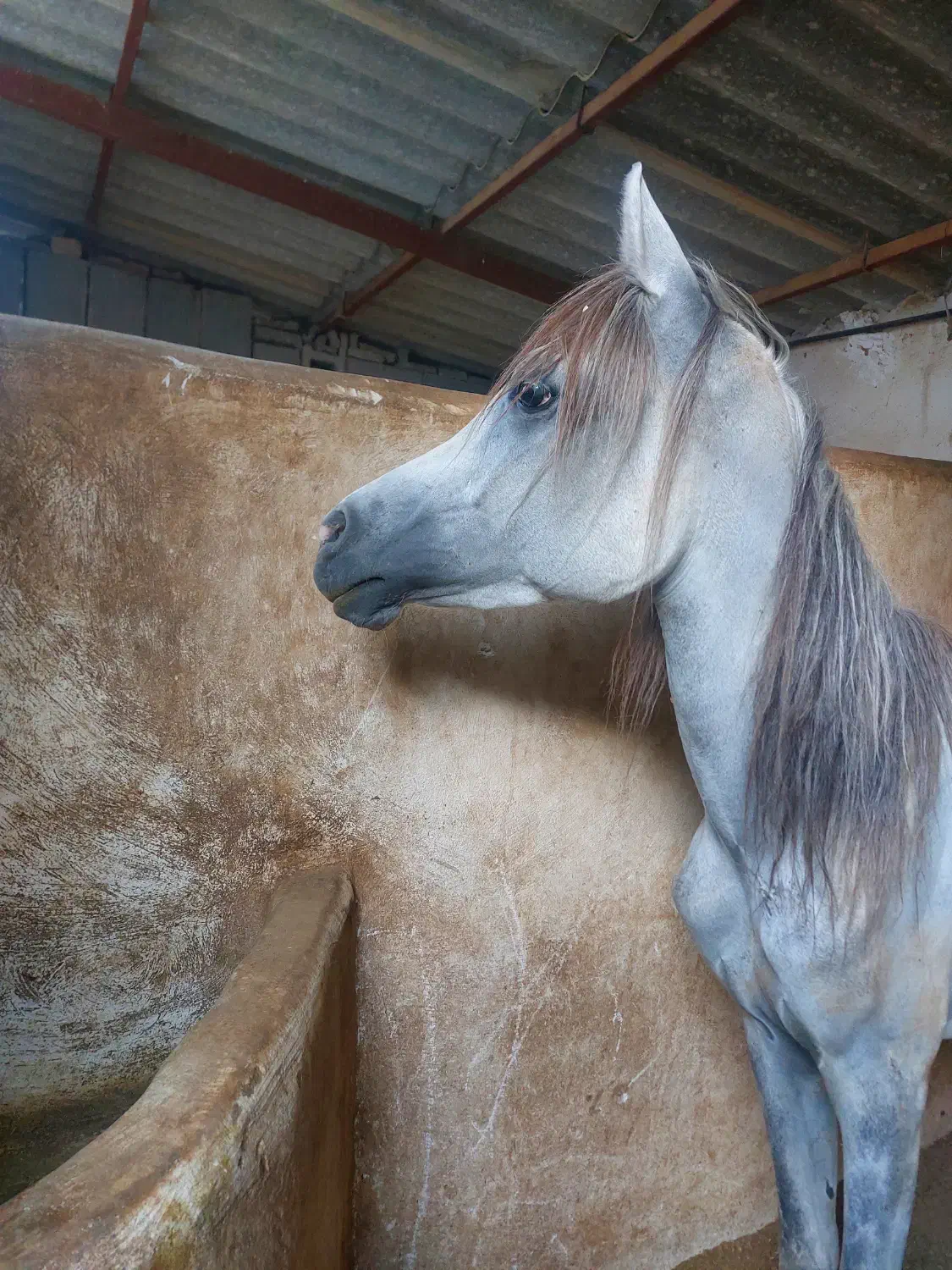 فروش تعدادی اسب عرب مدرک دار|اسب و تجهیزات اسبسواری|شیراز, شهرک برف فروشان|دیوار