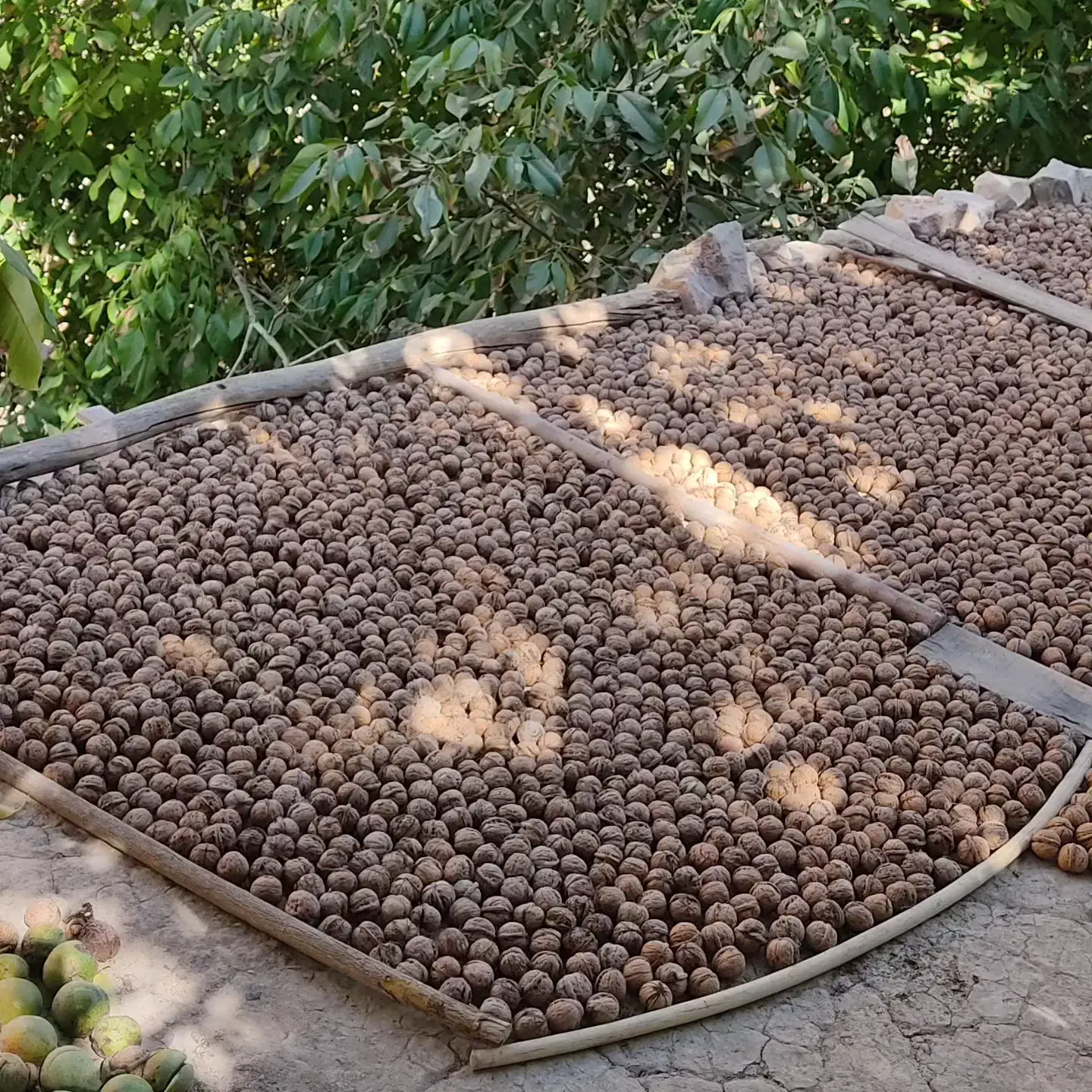 گردو شیروان|خوردنی و آشامیدنی|مشهد, نوید|دیوار