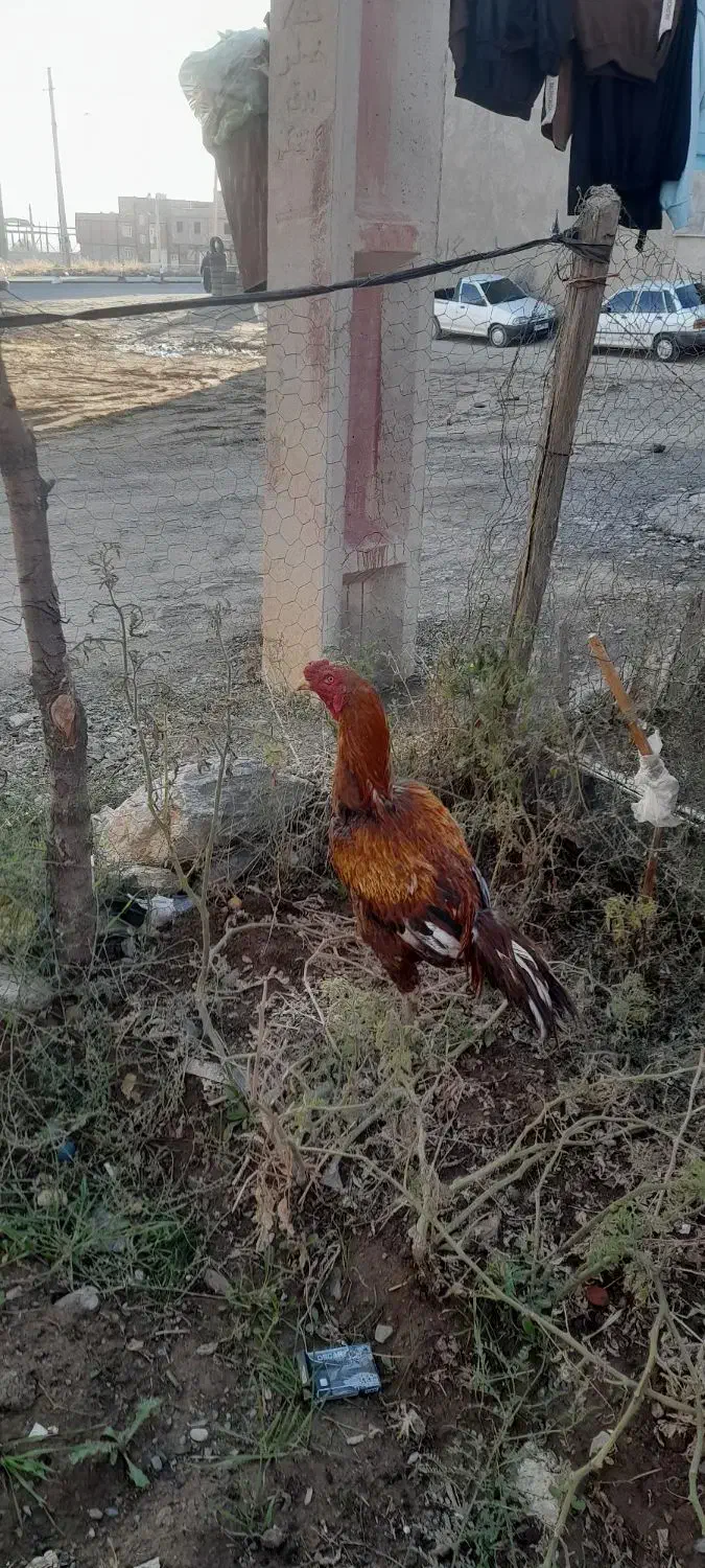 خروس لاری|حیوانات مزرعه|مریوان, |دیوار