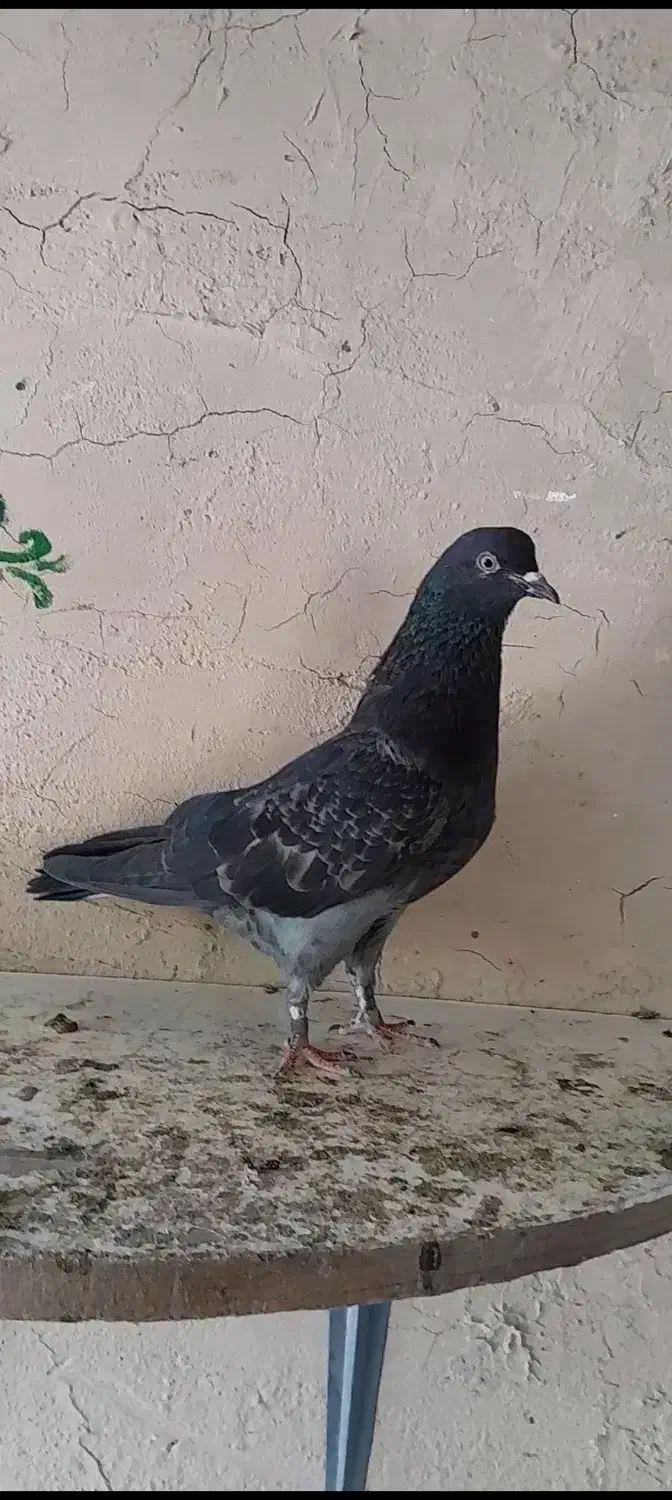 مولد|پرنده|گلپایگان, |دیوار