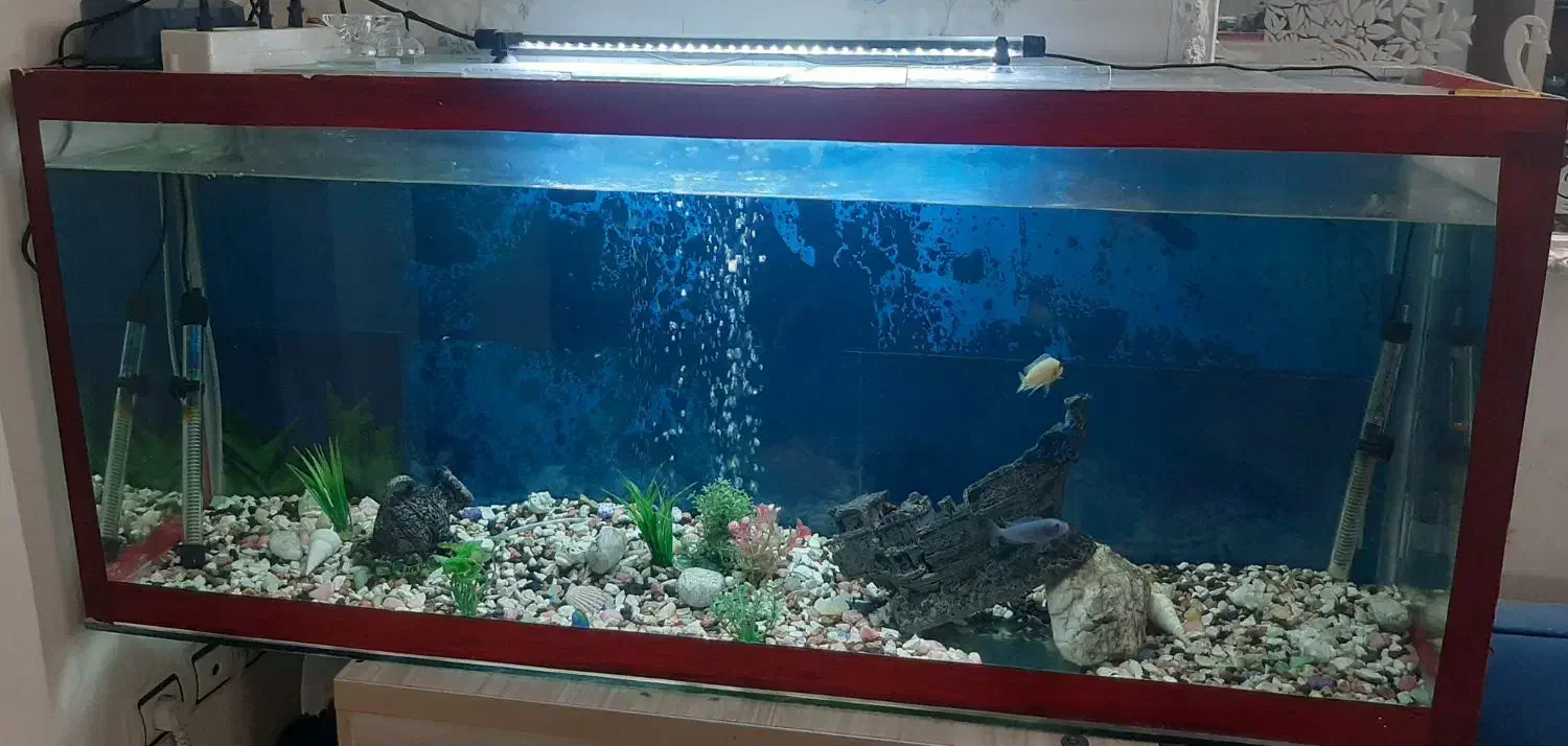 فروش اکواریوم با تجهیزات جانبی|ماهی|لنگرود, |دیوار