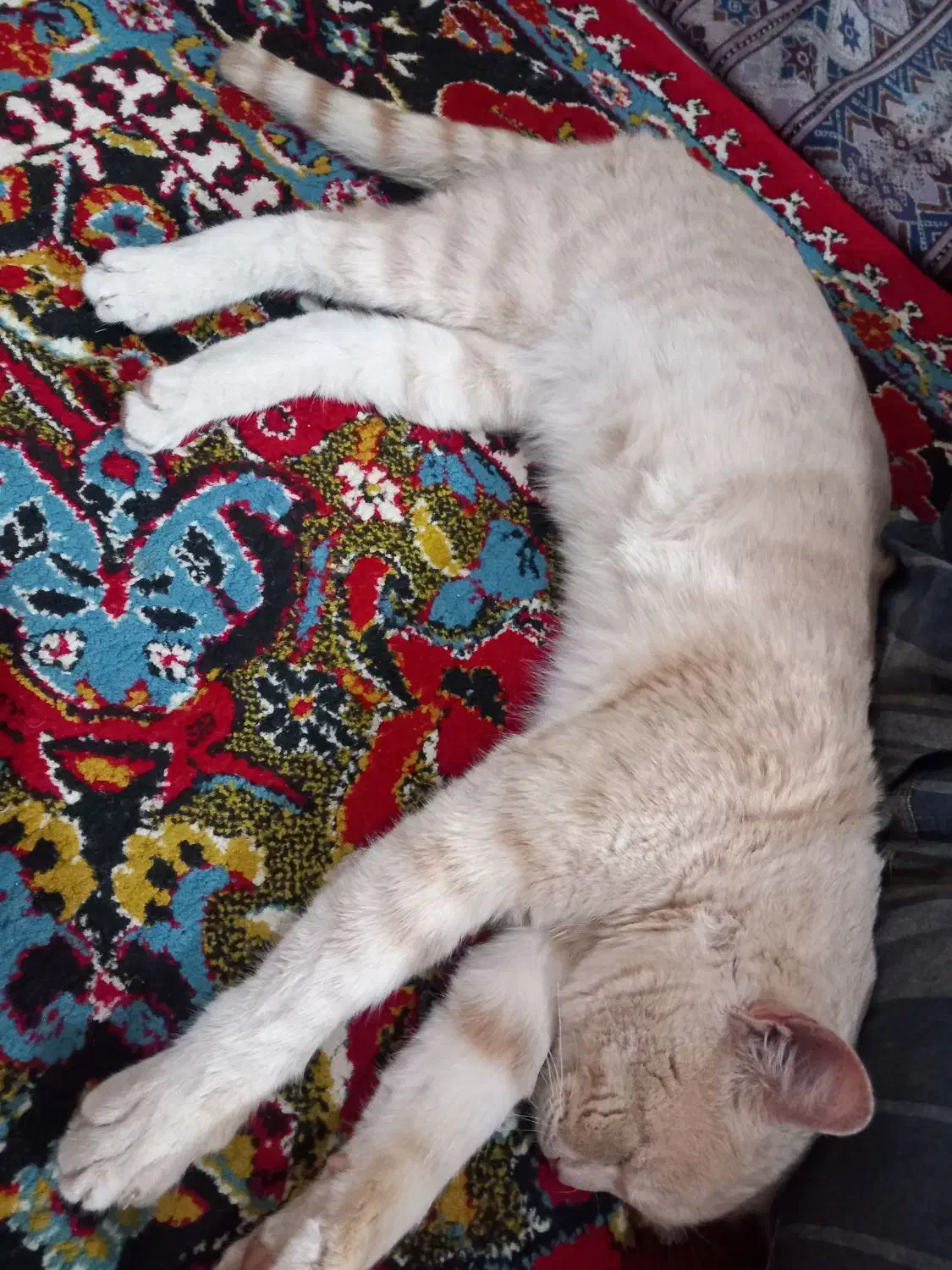 گربه نژاد دی اس اچ|گربه|قائم‌شهر, |دیوار