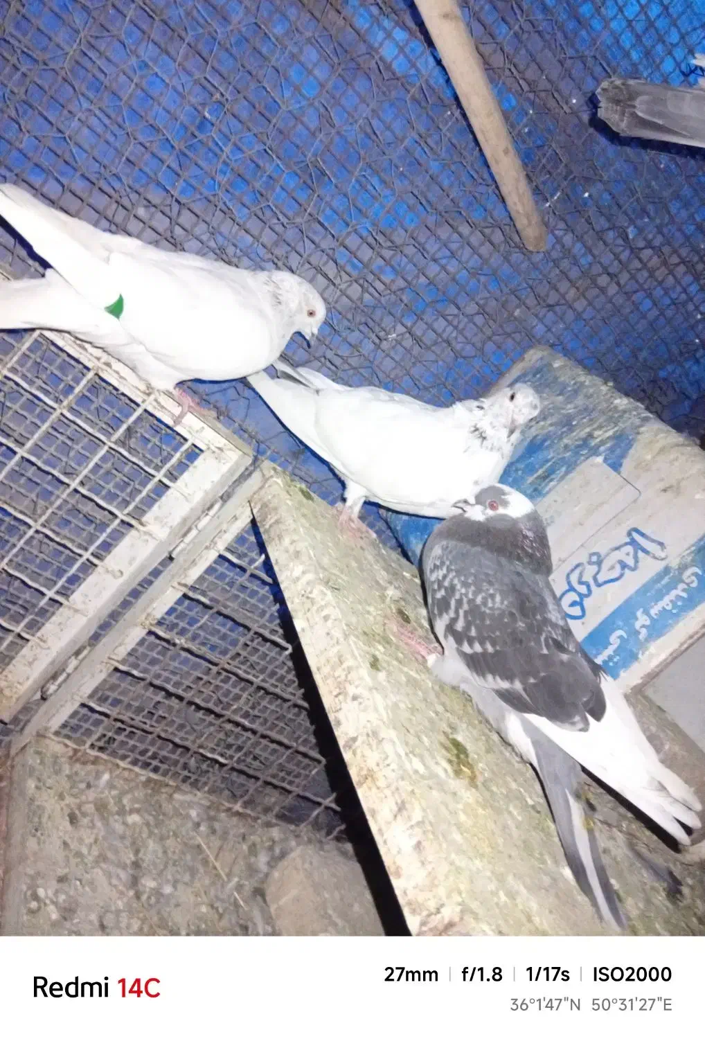 سلام سه عدد تهرانی|حیوانات|نظرآباد, احمد آباد|دیوار