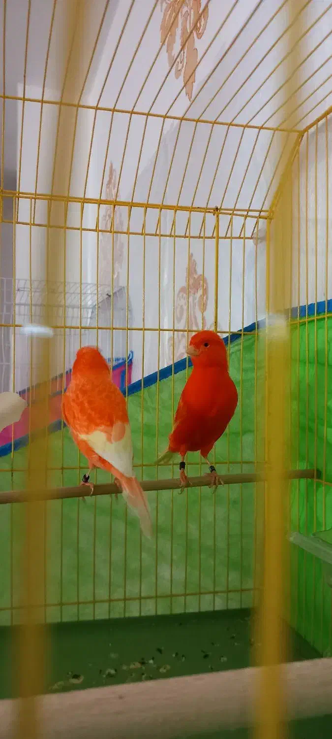 قناری|پرنده|بندر ماهشهر, |دیوار