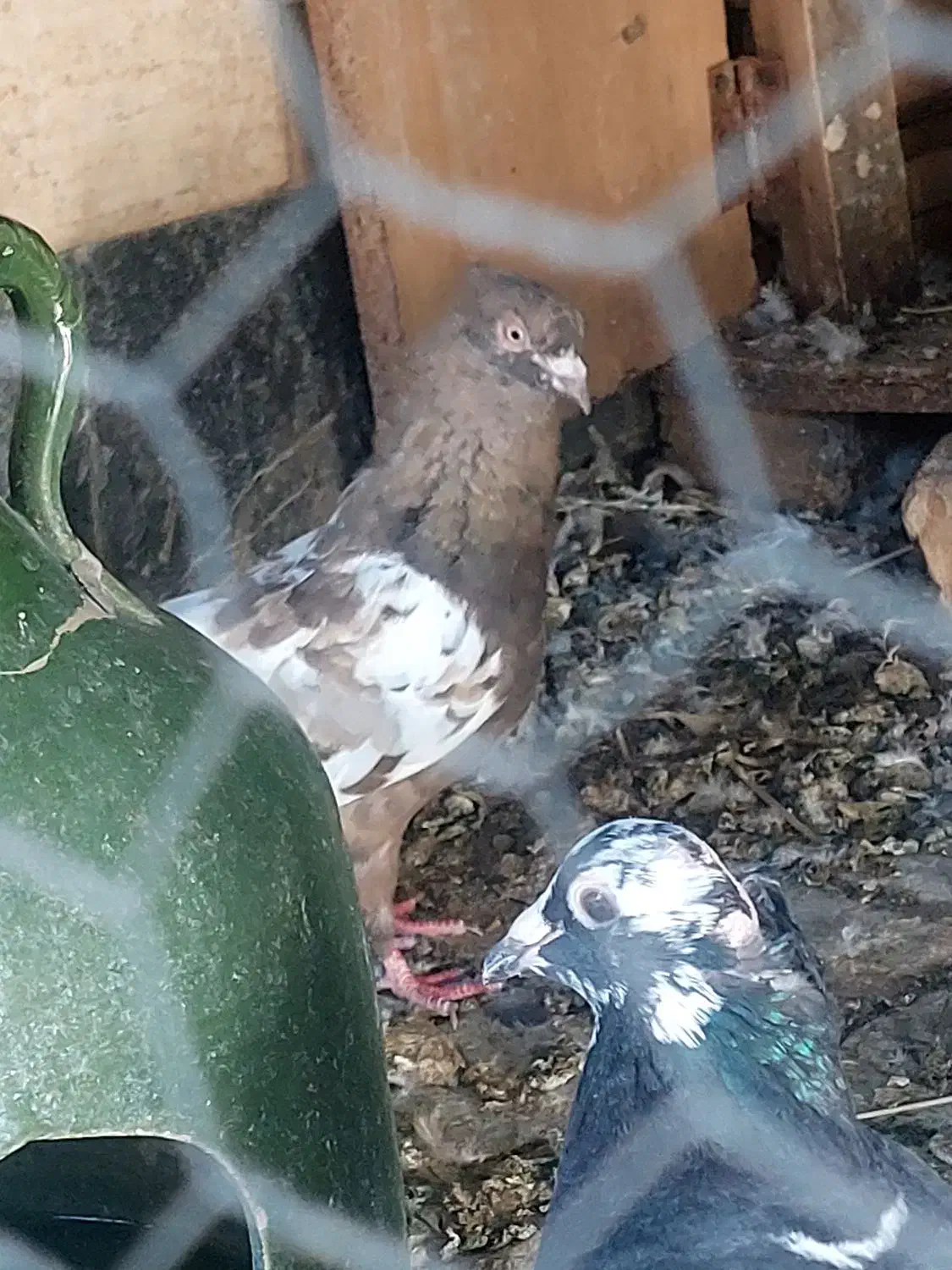 سه تا سینه ای ماده|پرنده|شیراز, مسلم|دیوار