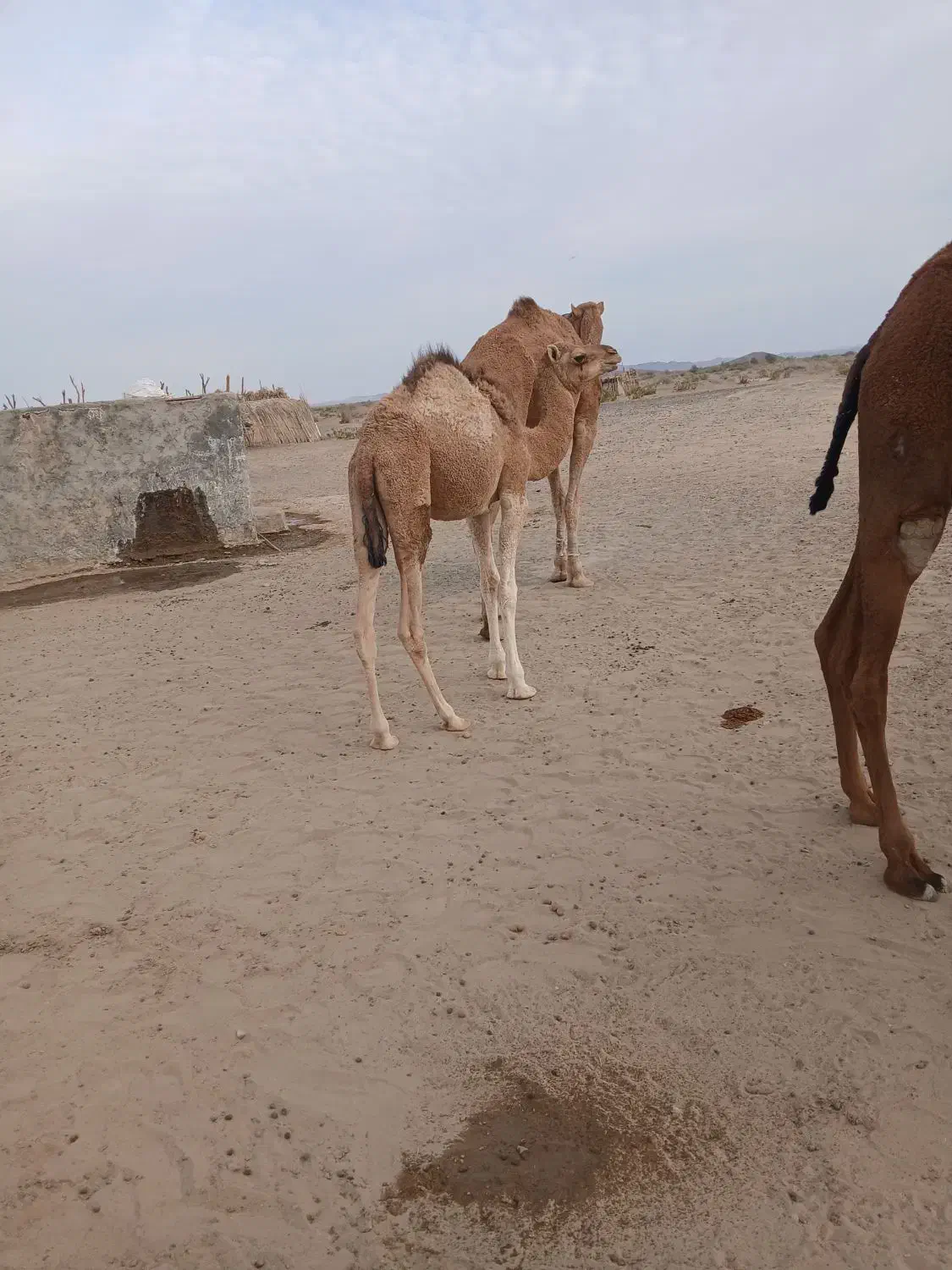 چند نفر شتر|حیوانات مزرعه|لاشار, |دیوار