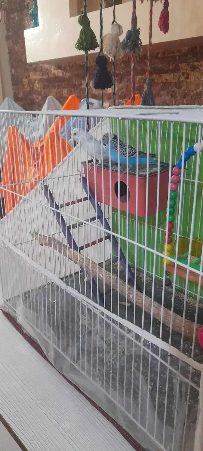 مرغ عشق فنچ با قفس کامل|پرنده|مشهد, زمرد|دیوار