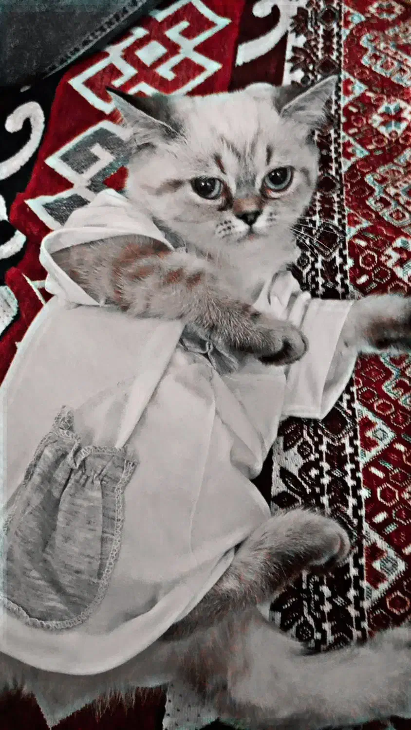 گربه اسکاتیش شش،ماه|گربه|بستان آباد, |دیوار